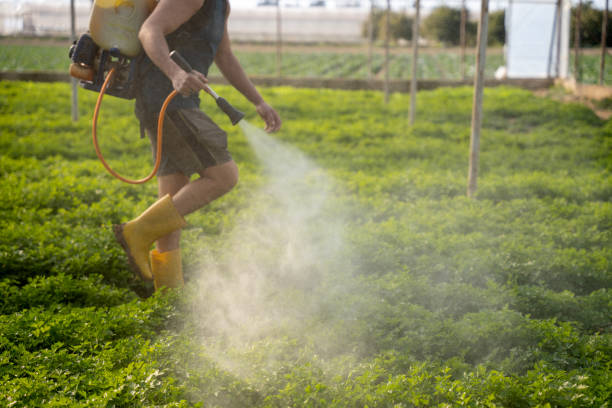 Best Ant Control Services  in Wlowbrook, IL