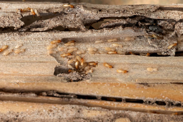 Best Mosquito Control Services  in Wlowbrook, IL